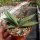 Gasteria glauca