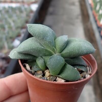 Gasteria glomerata