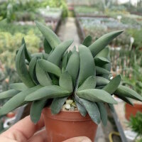 Gasteria glomerata