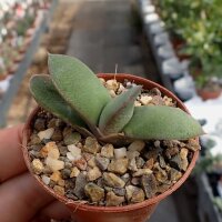 Gasteria glomerata