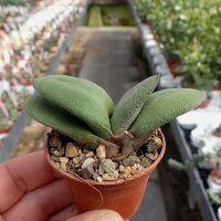Gasteria glomerata