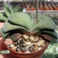 Gasteria glomerata