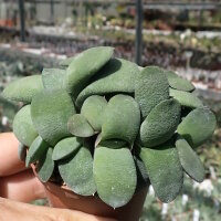 Gasteria glomerata