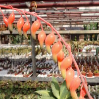 Gasteria glomerata