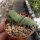 Gasteria glomerata