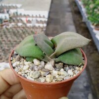 Gasteria glomerata sp.nov.