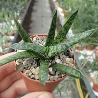 Gasteria liliputana