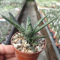 Gasteria liliputana