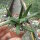 Gasteria liliputana