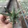 Gasteria liliputana
