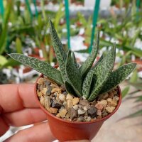 Gasteria maculata