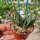 Gasteria maculata