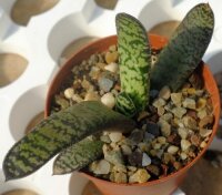 Gasteria picta v. formosa