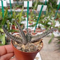 Gasteria verrucosa