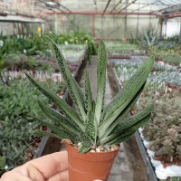 Gasteria-Hybr. Little Warty