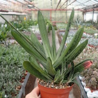 Gasteria-Hybr. Little Warty