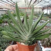 Gasteria-Hybr. Little Warty