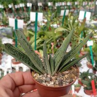 Gasteria-Hybr. Little Warty