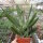 Gasteria-Hybr. Little Warty