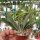 Gasteria-Hybr. Little Warty