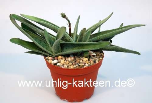 Gasteria-Hybr. Silver Leaves