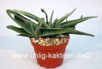 Gasteria-Hybr. Silver Leaves