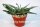Gasteria-Hybr. Silver Leaves
