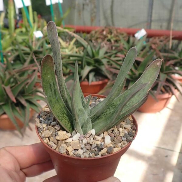 Gasteria-Hybr. Spotlight