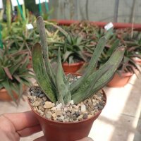 Gasteria-Hybr. Spotlight