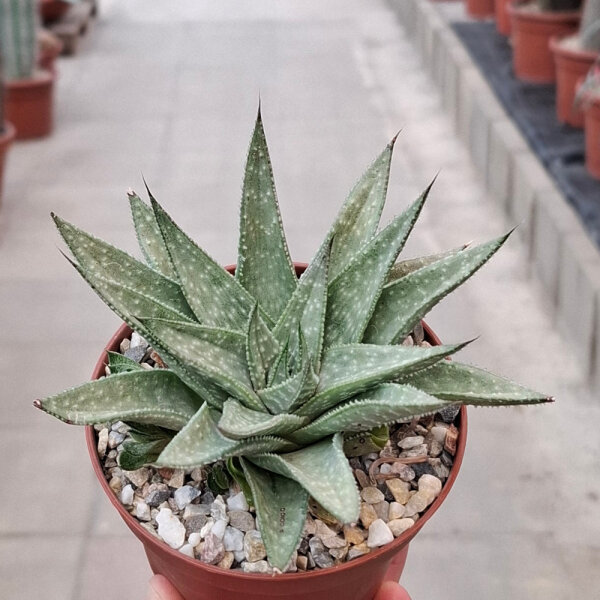 Gastrolea Aloe aristata x Gasteria Silver Leaves