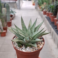 Gastrolea Aloe aristata x Gasteria Silver Leaves