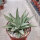 Gastrolea Aloe aristata x Gasteria Silver Leaves