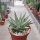 Gastrolea Aloe aristata x Gasteria Silver Leaves