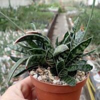 Gastrolea Gasteria bicolor x Aloe variegata