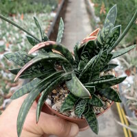 Gastrolea Gasteria bicolor x Aloe variegata