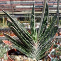 Gastrolea Gasteria bicolor x Aloe variegata