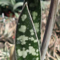Gastrolea Gasteria bicolor x Aloe variegata