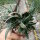 Gastrolea Gasteria bicolor x Aloe variegata