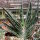 Gastrolea Gasteria bicolor x Aloe variegata