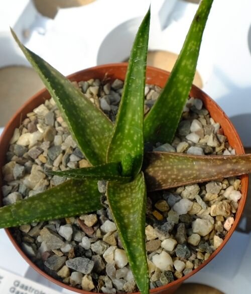 Gastrolea Gasteria carinata x Aloe jucunda