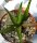 Gastrolea Gasteria carinata x Aloe jucunda