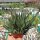 Gastrolea Gasteria verrucosa x Aloe haworthioides