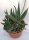 Gastrolea Gasteria verrucosa x Aloe haworthioides