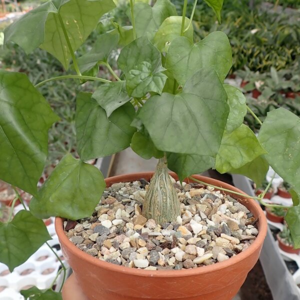 Gerrardanthus macrorrhizus XL Ghazi, Kenya