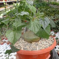 Gerrardanthus macrorrhizus XL Ghazi, Kenya