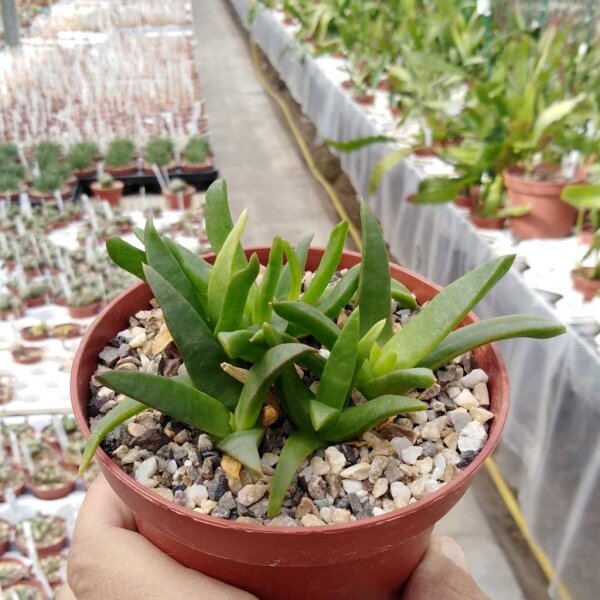 Glottiphyllum fragans