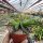 Glottiphyllum fragans