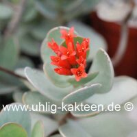 Grahamia coahuilensis Aramberri NL