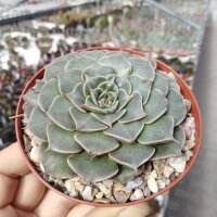 Graptopetalum bellum