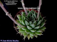 Graptoveria Silver Star